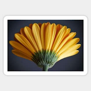 Yellow Daisy Gerbera Sticker